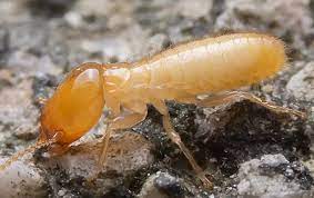 When termites have such an easy transfer from ground to floor, soon they will occupy the entire house. Termite Control Effective Pest Management In Greenville Sc