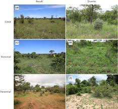 Image result for Trichoneura grandiglumis