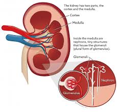 Your guide to living with advanced kidney cancer, including coping financially and help with coping emotionally. Glomerulonephritis In Cats Vca Animal Hospital