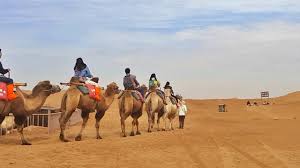Camels can carry weigh up to 500 pounds so 2 people can. Shapotou Tourist Zone Zhongwei 2021 All You Need To Know Before You Go With Photos Tripadvisor