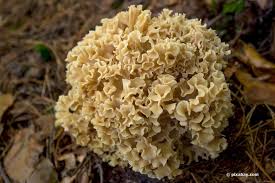Aus wikipedia, der freien enzyklopädie. Die Beliebtesten Pilze Heimische Essbare Pilze Erkennen Mit Fotos