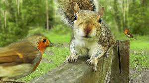 Bird Videos For Cats To Watch Online Videos To Watch With Your Cat Birds And Squirrels On The Park Bench Cats Cat Gif Squirrel