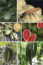 Image result for Eureiandra sp. A