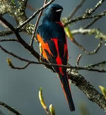 Black Bird With Long Tail India Birds Of India Bird World Long Tailed Minivet Colorful Birds Beautiful Birds Bird