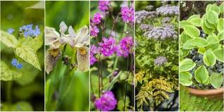 We did not find results for: Best Plants For May