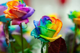 Rose Colours & Their Meanings | Choose The Right Colours