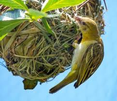 Pictures Of Birds With Their Nests And Names Stock Photo Aves