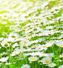 Find the perfect fresh daisies stock photo. Spring Meadow Of White Fresh Daisy Stock Image Colourbox