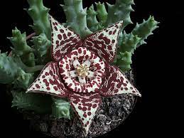 Algunos son fáciles de cultivar y puede tolerar los cuidados fuera de su entorno natural. Flores De Cactus Y Suculentas Preciosas Imagenes Plantas