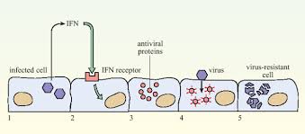 How Does The Human Body Fight A Viral Infection Openlearn Open University