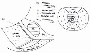 Prostate Applied Anatomy Epomedicine