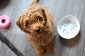 These breeds are miniature or toy sized poodle and either an american cocker spaniel or english cocker spaniel. The Cockapoo The Cuddly Companion Dog Animalso