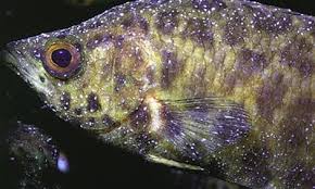 The parasite stays on the fish for up to 4 or 5 days before it drops off, reproduces, and then latches back onto the fish. How To Treat Ich Ichthyophthirius Multifilis Betta Fish Diseases Betta Trills Simply Passionate About Bettas