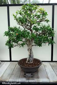 The pomegranate, its scientific name punica granatum, is a deciduous broadleaf bonsai tree that is renowned for its pomegranate fruit, and its flowers are beautiful in their own right. 29 Pomegranate Bonsai Ideas Bonsai Pomegranate Bonsai Tree
