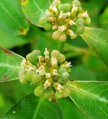 Image result for Euphorbia heterophylla