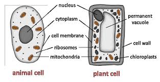 The mitochondria are the cell's powerplants, combining chemicals from our food with. Https Arkacton Org Sites Default Files Aqa Biology Cell 20biology Knowit Gcse Pdf