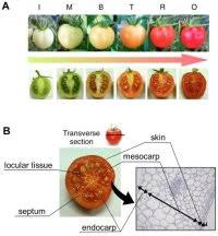 persimmon ripening chart blog
