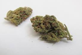 I live in washington heights, home of the haze. Super Silver Haze Why Colorado Tokers Love This Strain Westword