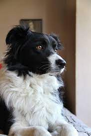Check spelling or type a new query. Log In Tumblr Collie Dog Border Collie Collie Puppies