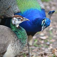 Bird With Long Colorful Tail Feathers Intimate Moment For Peacocks Birds Tail Feathers In This Moment