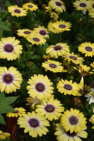 Blue Eyed Beauty African Daisy Osteospermum Ecklonis Balostlueye In Philadelphia Bucks County Montgomery Harleysville Pennsylvania Pa At County Line Nursery