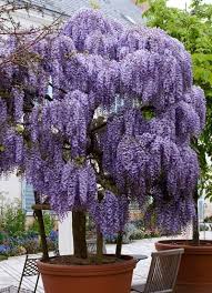 Discover your new favorite disease resistant roses for your garden and enjoy all the beauty these. Purple Wisteria Tree Wisteria Tree Purple Wisteria Flowering Trees