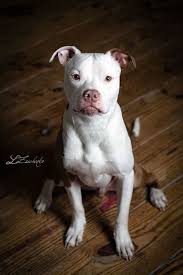 Jack 52 Weeks 1 Alternate Pitbull Puppies Pitbull Dog Beautiful Dogs