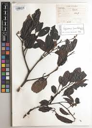 Image result for Cryptocarya woodii