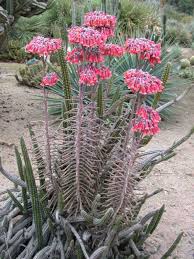 Kalanchoe Delagoensis Chandelier Plant World Of Succulents Plants Blooming Succulents Unique Cactus Plants