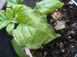 Season with salt and pepper. What Is Causing White Spots And Wilting On My Black Naga Leaves Gardening Landscaping Stack Exchange