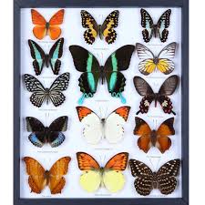 Entomology Frame Tropical Mounted Butterflies F8 05 Insect Collection Entomology Butterfly Taxidermy