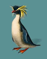 They'll often stay out in the ocean for days at a time. Rockhopper Penguin Images Free Vectors Stock Photos Psd