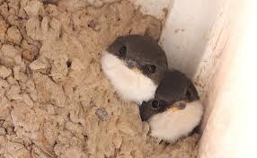 Operating a purple martin colony is a very pleasant and self gratifying hobby. Anton Coaker House Martins The Farming Forum