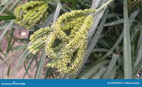 Image result for Eleusine africana