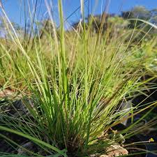 Image result for Eragrostis schweinfurthii