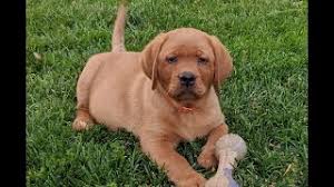 I have a beautifully patterned jack russel male puppy for sale.mother and father can be seen.he would be very suitable for a family with children.he is wormed. 2 Male Fox Red Labrador Puppies For Sale Honiton Devon Cute766