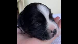 Learn about border collie puppy training and everything you need for a happy, healthy and obedient border collie pup. Thea X Ash S Puppies Fawn C Miniature American Shepherd Puppies In Eugene Oregon Youtube