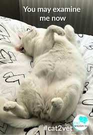Breast cancer is a common cancer for cats, but it can be avoided by having your cat spayed before her first heat cycle. Feline Breast Cancer Think Pink Giveaways Cat Wisdom 101 Everything Feline Since 2011