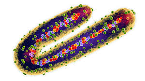 Marburg virus is a deadly pathogen that causes marburg disease; J3qp5z6mywvwdm