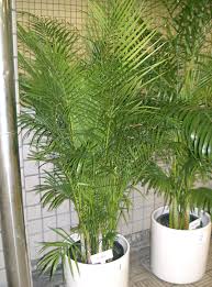 These types of palm plants grow wider before they get taller. Dypsis Lutescens Wikipedia