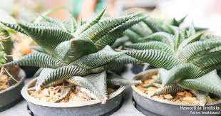 How much water you need depends on a wide range of factors, but the first thing to know is that not all cacti are the same. Haworthia Limifolia Haworthiopsis Limifolia Growing And Care