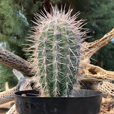 Sometimes we include links to online retail stores. Cactus Mart Cactus Mart Twitter