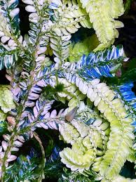 Image result for Selaginella eublepharis