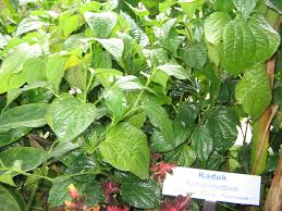 Daun kaduk juga boleh dikunyah untuk menghentikan kesakitan gigi. Pokok Kaduk Wikipedia Bahasa Melayu Ensiklopedia Bebas