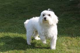 The 8 Best Dog Breeds For Cats Razas De Perros Razas De Perros Hipoalergenicas Bichon Maltes