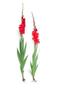 Or, you can plan accordingly and get them in the ground two weeks beforehand. All About Gladiolus