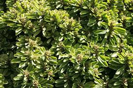 Image result for Pycreus muricatus