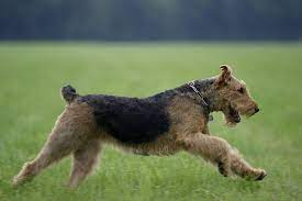 200 hunderassen im porträt von a wie affenpinscher bis z wie zwergspitz. Airedale Terrier Das Ist Seine Rassebeschreibung Herz Fuer Tiere De