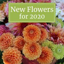 Flower pics is a page, where you can find beautiful photos of many different flowers. New Flowers For Your 2020 Garden Longfield Gardens