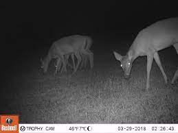 Maybe you would like to learn more about one of these? Review Bushnell Trophy Cam Hd 20mp Trail Camera Alloutdoor Com